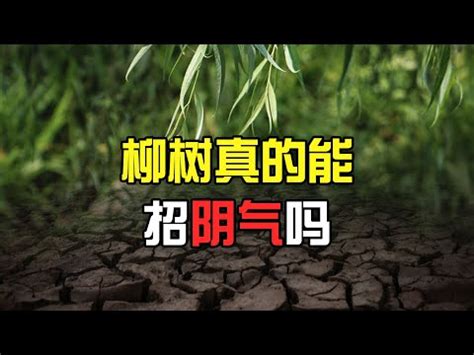 柳樹招陰|陰氣之樹與陽氣之宅：居家風水的考量